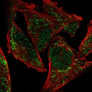 Anti-NDUFA9 antibody produced in rabbit Prestige Antibodies&#174; Powered by Atlas Antibodies, affinity isolated antibody