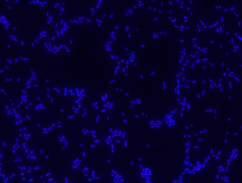 Proteus FISH probe - ATTO488 Probe for fluorescence in situ hybridization (FISH),20 &#956;M in water