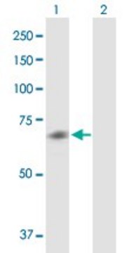 Anti-CHRM5 antibody produced in mouse purified immunoglobulin, buffered aqueous solution