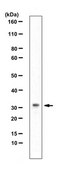 Anti-Kallikrein-5 Antibody/KLK5 from rabbit, purified by affinity chromatography