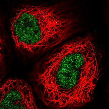 Anti-USF2 antibody produced in rabbit Prestige Antibodies&#174; Powered by Atlas Antibodies, affinity isolated antibody