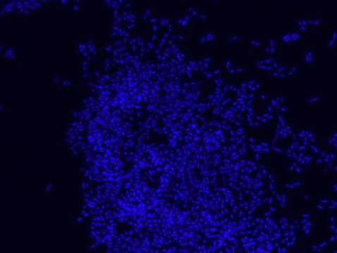 Eubacteria FISH probe - ATTO488 Probe for fluorescence in situ hybridization (FISH), 20 &#181;M in water