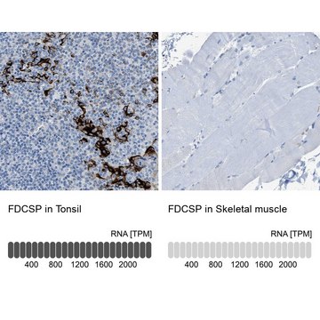 Anti-FDCSP antibody produced in rabbit Prestige Antibodies&#174; Powered by Atlas Antibodies, affinity isolated antibody, buffered aqueous glycerol solution