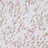 Anti-Histone H3 antibody produced in rabbit