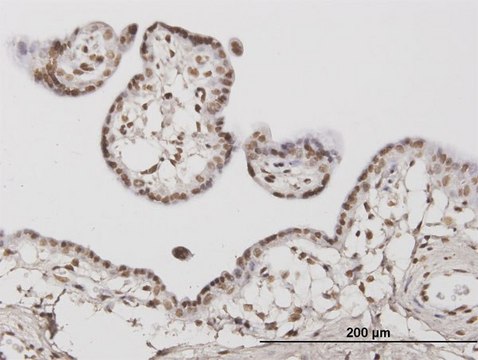 Monoclonal Anti-ATR, (C-terminal) antibody produced in mouse clone 1E9, purified immunoglobulin, buffered aqueous solution