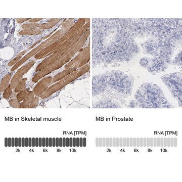 Anti-MB antibody produced in rabbit Prestige Antibodies&#174; Powered by Atlas Antibodies, affinity isolated antibody, buffered aqueous glycerol solution