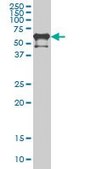 Monoclonal Anti-PKNOX2 antibody produced in mouse clone 4B6, purified immunoglobulin, buffered aqueous solution