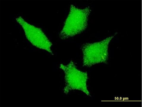 Monoclonal Anti-DDX20 antibody produced in mouse clone 5H5, purified immunoglobulin, buffered aqueous solution