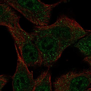 Anti-SLC43A3 antibody produced in rabbit Prestige Antibodies&#174; Powered by Atlas Antibodies, affinity isolated antibody