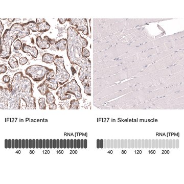 Monoclonal Anti-Ifi27 Antibody Produced In Mouse Prestige Antibodies&#174; Powered by Atlas Antibodies, clone CL14627, affinity isolated antibody, buffered aqueous glycerol solution