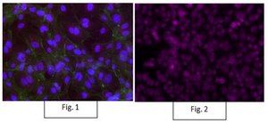 Anti-P40 Antibody, clone 11F12.1, Alexa Fluor™ 647 clone 11F12.1, from mouse, ALEXA FLUOR™ 647