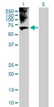 Anti-BRF1 antibody produced in rabbit purified immunoglobulin, buffered aqueous solution