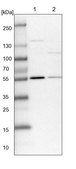 Anti-PLRG1 antibody produced in rabbit Prestige Antibodies® Powered by Atlas Antibodies, affinity isolated antibody, buffered aqueous glycerol solution