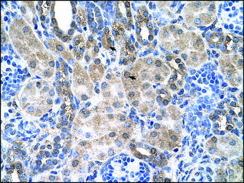 Anti-SLC6A18 antibody produced in rabbit IgG fraction of antiserum