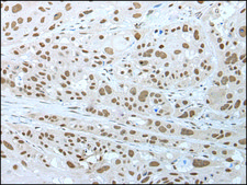 Anti-NELFA affinity isolated antibody