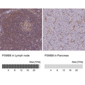 Anti-PSMB8 antibody produced in rabbit Prestige Antibodies® Powered by Atlas Antibodies, affinity isolated antibody, buffered aqueous glycerol solution