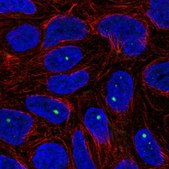 Anti-ZNF226 antibody produced in rabbit Prestige Antibodies® Powered by Atlas Antibodies, affinity isolated antibody, buffered aqueous glycerol solution