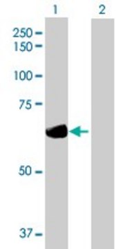 Anti-DTNB antibody produced in mouse IgG fraction of antiserum, buffered aqueous solution