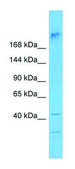 Anti-WDR7 (C-terminal) antibody produced in rabbit affinity isolated antibody