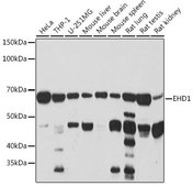 Anti-EHD1 antibody produced in rabbit