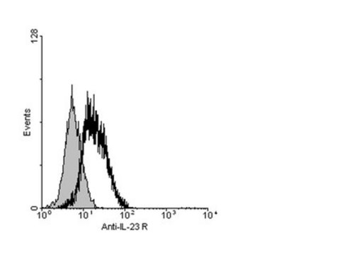 抗-IL-23R抗体，细胞质 from rabbit, purified by affinity chromatography