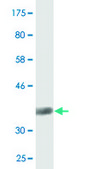 Monoclonal Anti-SIAH1, (N-terminal) antibody produced in mouse clone 2C5, purified immunoglobulin, buffered aqueous solution