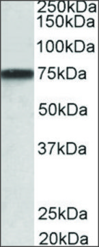 Anti-GRN antibody produced in goat affinity isolated antibody, buffered aqueous solution