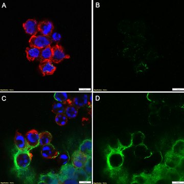 Anti-Phosphatidylserine Antibody, clone 1H6 ZooMAb&#174; Mouse Monoclonal recombinant, expressed in HEK 293 cells