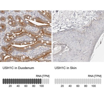 Anti-USH1C antibody produced in rabbit Prestige Antibodies&#174; Powered by Atlas Antibodies, affinity isolated antibody, buffered aqueous glycerol solution, ab3