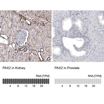 Monoclonal Anti-PAX2 antibody produced in mouse Prestige Antibodies&#174; Powered by Atlas Antibodies, clone CL9469, purified immunoglobulin, buffered aqueous glycerol solution