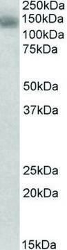 Anti-NLRP2 (C-terminal) antibody produced in goat affinity isolated antibody, buffered aqueous solution