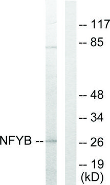 Anti-NFYB antibody produced in rabbit affinity isolated antibody