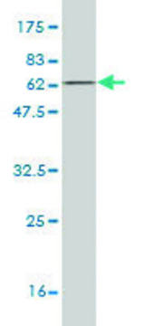 Monoclonal Anti-CDCA3 antibody produced in mouse clone 4A10, purified immunoglobulin, buffered aqueous solution