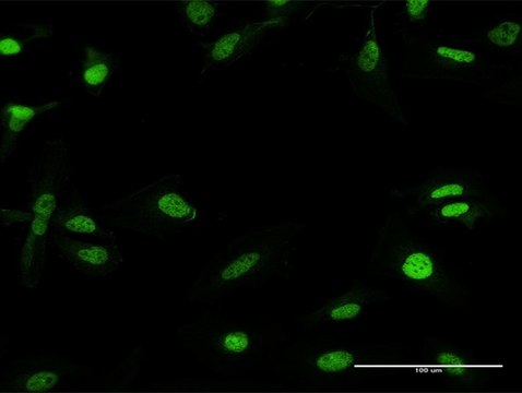 Anti-RFX5 antibody produced in mouse purified immunoglobulin, buffered aqueous solution