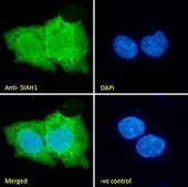 Anti-SIAH1 antibody produced in goat affinity isolated antibody, buffered aqueous solution
