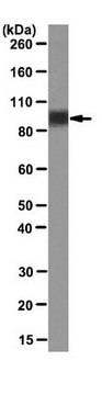 Anti-LAMP-1 (CD107a) Antibody, clone 1D4B clone 1D4B, from rat