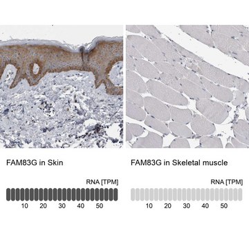 Anti-FAM83G antibody produced in rabbit Prestige Antibodies&#174; Powered by Atlas Antibodies, affinity isolated antibody, buffered aqueous glycerol solution, Ab1