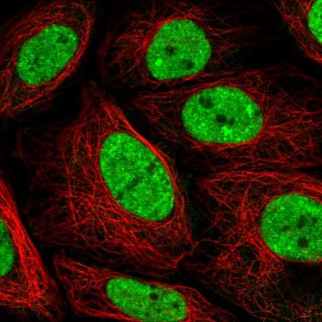 Anti-PLEKHG4B antibody produced in rabbit Prestige Antibodies&#174; Powered by Atlas Antibodies, affinity isolated antibody