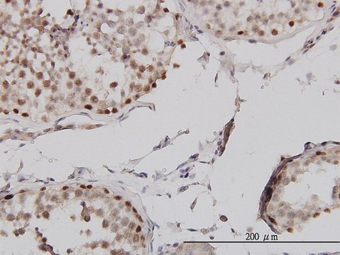 Monoclonal Anti-MLH1 antibody produced in mouse clone M1, purified immunoglobulin, buffered aqueous solution