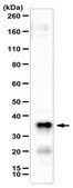 Anti-FAM60A Antibody from rabbit, purified by affinity chromatography