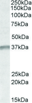 Anti-UTF1 antibody produced in goat affinity isolated antibody, buffered aqueous solution