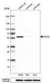 Anti-PDIA3 antibody produced in rabbit Ab1, Prestige Antibodies® Powered by Atlas Antibodies, affinity isolated antibody, buffered aqueous glycerol solution