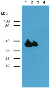 Monoclonal Anti-Actin (muscle) antibody produced in mouse clone HHF35