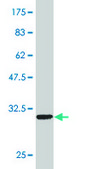 Monoclonal Anti-SMAD5 antibody produced in mouse clone 5E12, purified immunoglobulin, buffered aqueous solution
