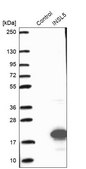Anti-INSL5 antibody produced in rabbit Prestige Antibodies® Powered by Atlas Antibodies, affinity isolated antibody, buffered aqueous glycerol solution