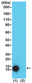 Anti-Acetyl-Histone H4 (Lys5) antibody, Rabbit monoclonal recombinant, expressed in HEK 293 cells, clone RM199, purified immunoglobulin