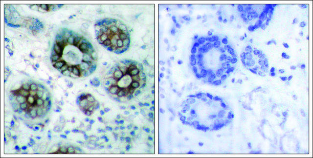 Anti-GAP43 (Ab-41) antibody produced in rabbit affinity isolated antibody