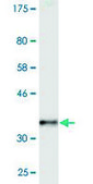 Monoclonal Anti-NEUROG3 antibody produced in mouse clone 4B7, purified immunoglobulin, buffered aqueous solution