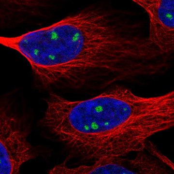 Anti-NTRK3 antibody produced in rabbit Prestige Antibodies&#174; Powered by Atlas Antibodies, affinity isolated antibody