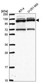 Anti-RBM15 antibody produced in rabbit Prestige Antibodies® Powered by Atlas Antibodies, affinity isolated antibody